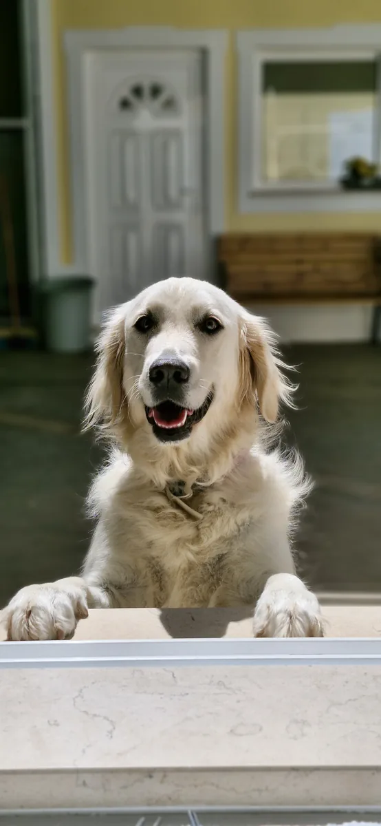 Animal during veterinary consultation