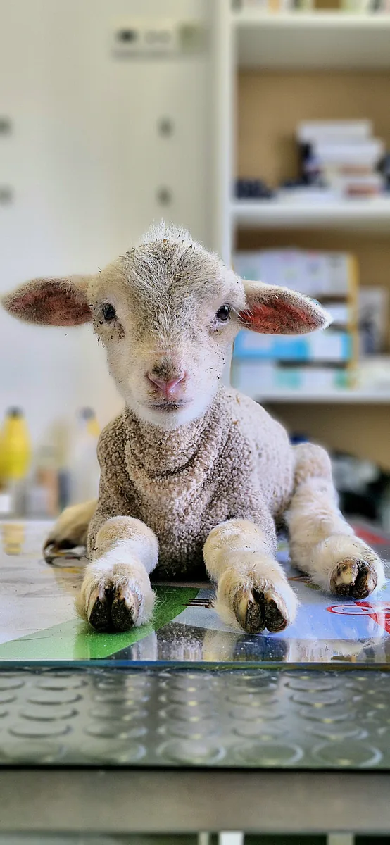 Animal receiving veterinary care