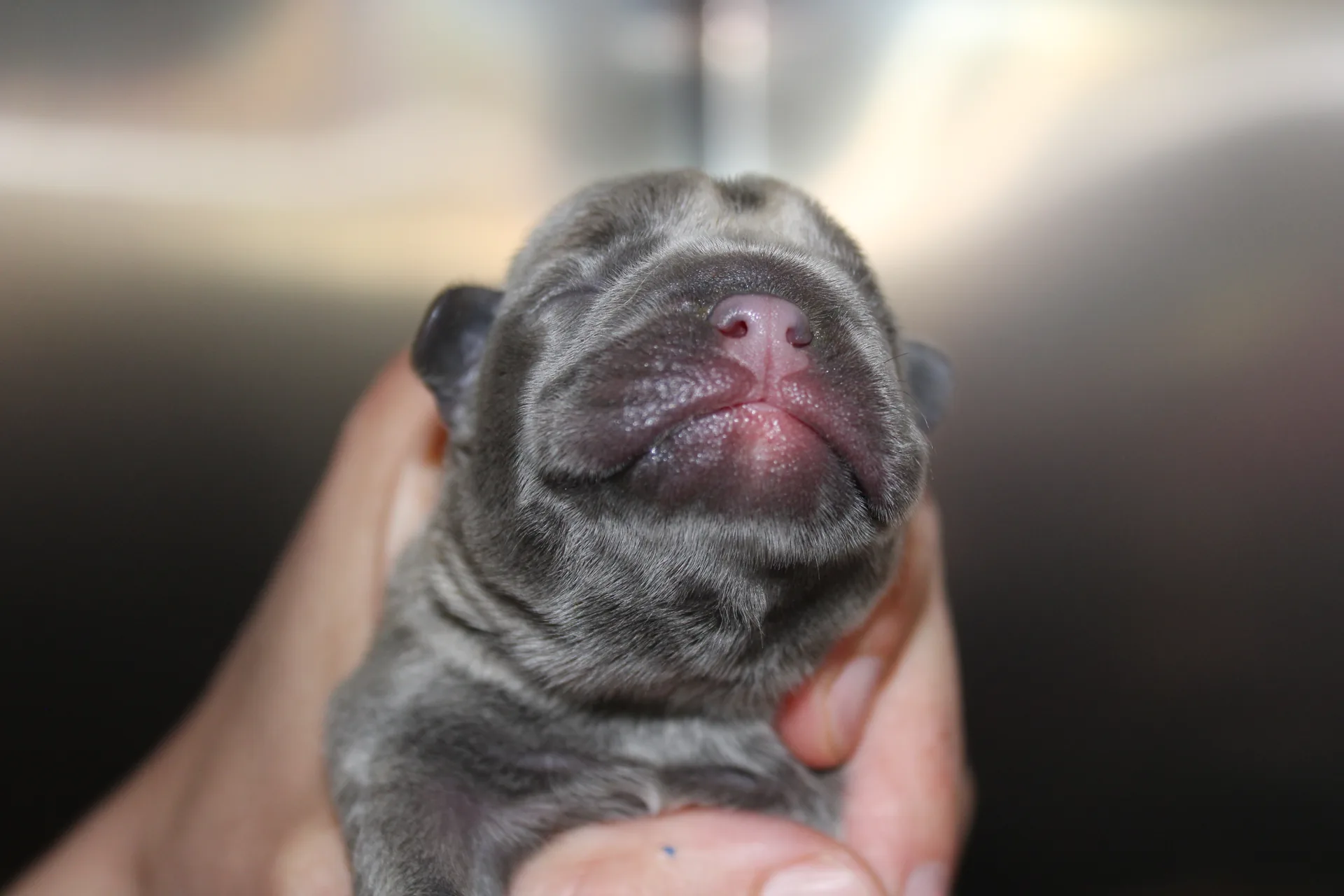 Cão e gato em consulta na Vetmessines